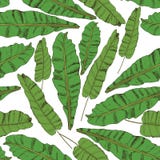 Teste padrão sem emenda floral Coleção com as folhas tropicais no estilo do esboço Imagem de Stock Teste padrão sem emenda floral Coleção com as folhas tropicais no estilo do esboço Imagem de Stock