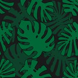 Teste padrão tropical Textura sem emenda com as folhas tiradas mão da árvore exótica ilustração royalty free Teste padrão tropical Textura sem emenda com as folhas tiradas mão da árvore exótica ilustração royalty free