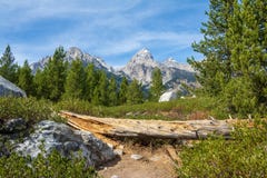 Teton krajobraz z sosnami i spadać drzewem zdjęcie royalty free Teton krajobraz z sosnami i spadać drzewem zdjęcie royalty free
