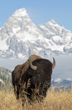 tetons зубробизона грандиозные стоковое изображение tetons зубробизона грандиозные стоковое изображение