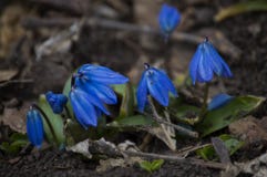 Macro Blue flower in the Way to Grigori Bardzrakash Monastery in Lori Armenia