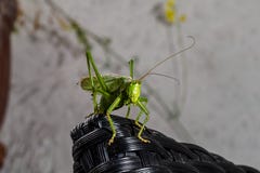 Tettigonia viridissima, the great green bush cricket stock photo Tettigonia viridissima, the great green bush cricket stock photo