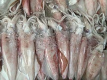Teuthida, calmar est placé sur des plateaux de glace sur les marchés frais de fruits de mer, riches en cholestérol photos libres de droits Teuthida, calmar est placé sur des plateaux de glace sur les marchés frais de fruits de mer, riches en cholestérol photos libres de droits