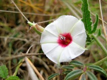 Texas Bindweed Convolvulus-equitans Wildflower stockfotos Texas Bindweed Convolvulus-equitans Wildflower stockfotos