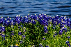 Texas Bluebonnets at Lake Travis at Muleshoe Bend in Texas.