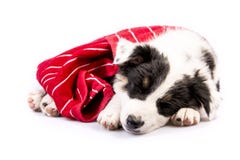 Texas Heeler Puppy Sleeping mignon Image stock Texas Heeler Puppy Sleeping mignon Image stock
