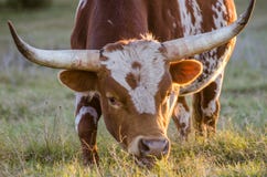 Texas longhorn bull, Driftwood Texas