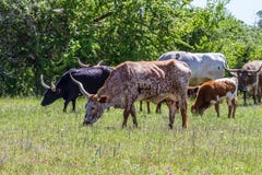 Texas Longhorn Cattle Grazing In A Pasture With Wildflowers Growing In Texas. Royalty Free Stock Photography