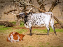 Texas longhorn, mother and calf stock photos Texas longhorn, mother and calf stock photos