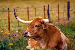 Texas Longhorn som tycker om dagen royaltyfria foton Texas Longhorn som tycker om dagen royaltyfria foton