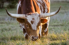 Texas-Longhornstier, Treibholz Texas Lizenzfreie Stockfotografie Texas-Longhornstier, Treibholz Texas Lizenzfreie Stockfotografie