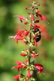 Texas Sage Pollination Stock Images