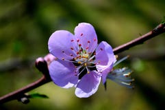 When do pear trees blossom?