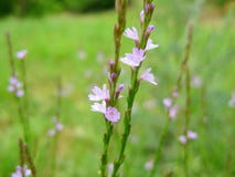 Texas Vervain Verbena halei Wildflower stock photography Texas Vervain Verbena halei Wildflower stock photography