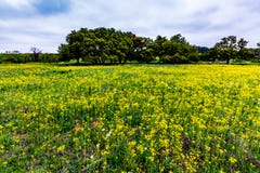 Texas Wildflowers amarelo com Bluebonnets imagem de stock Texas Wildflowers amarelo com Bluebonnets imagem de stock