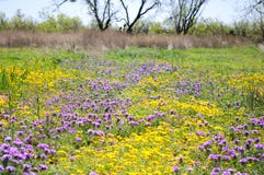 Texas Wildflowers-gebied in de aard royalty-vrije stock afbeelding Texas Wildflowers-gebied in de aard royalty-vrije stock afbeelding