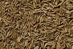 Textur för spiskumminfrö Royaltyfri Bild Textur för spiskumminfrö Royaltyfri Bild