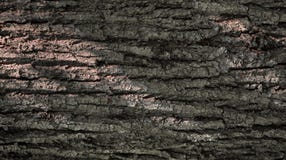 Textura da casca de ?rvore Fundo de Brown Ind?stria de madeira fotos de stock Textura da casca de ?rvore Fundo de Brown Ind?stria de madeira fotos de stock