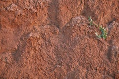 Textura da parede da areia da argila da cor vermelha com lotes das quebras da profundidade diferente na parede uma flor verde só fotografia de stock Textura da parede da areia da argila da cor vermelha com lotes das quebras da profundidade diferente na parede uma flor verde só fotografia de stock