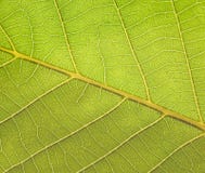 Textura da planta fotos de stock royalty free Textura da planta fotos de stock royalty free