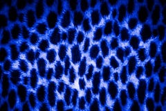 Textura de la piel del leopardo imágenes de archivo libres de regalías Textura de la piel del leopardo imágenes de archivo libres de regalías