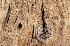 Textura de madera de la madera vieja del roble imagen de archivo libre de regalías Textura de madera de la madera vieja del roble imagen de archivo libre de regalías
