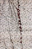 a textura de uma parede de tijolo branca com vermelho da planta do rastejamento sae foto de stock a textura de uma parede de tijolo branca com vermelho da planta do rastejamento sae foto de stock