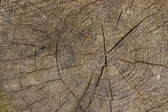 Textura dos anéis de árvore imagens de stock Textura dos anéis de árvore imagens de stock