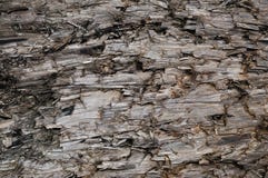 Textura resistida natural del tocón de Grey Taupe Brown Cut Tree, Gray Background destrozado dañado herido detallado horizontal g imagen de archivo Textura resistida natural del tocón de Grey Taupe Brown Cut Tree, Gray Background destrozado dañado herido detallado horizontal g imagen de archivo