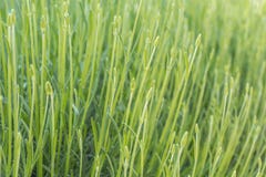 Textura vegetal verde de muitas hastes da alfazema imagens de stock Textura vegetal verde de muitas hastes da alfazema imagens de stock