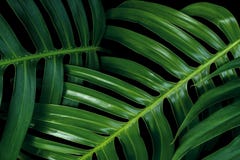Texturas verdes tropicais da folha no fundo preto, philo de Monstera fotografia de stock royalty free Texturas verdes tropicais da folha no fundo preto, philo de Monstera fotografia de stock royalty free