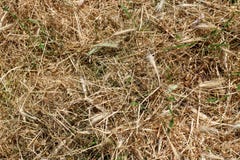 Texture, Background of Dry Mown Grass royalty free stock photos Texture, Background of Dry Mown Grass royalty free stock photos