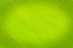 Texture Background Of Backlight Fresh Green Leaf. Royalty Free Stock Images