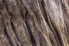Texture of the brown bark of a tree royalty free stock images Texture of the brown bark of a tree royalty free stock images