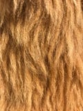 Brown fur texture stock image. Image of warm, brown, pattern - 34078745