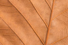 Texture brune sèche de feuille Images stock Texture brune sèche de feuille Images stock