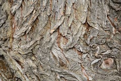 Texture d'écorce d'arbre, écorce de saule blanc (Salix alba) Photo libre de droits Texture d'écorce d'arbre, écorce de saule blanc (Salix alba) Photo libre de droits