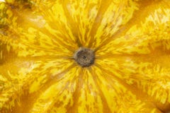 Texture de courge jaune photographie stock Texture de courge jaune photographie stock
