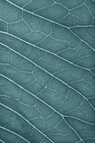 Texture de feuille verte fraîche pour le fond naturel toned photo stock Texture de feuille verte fraîche pour le fond naturel toned photo stock