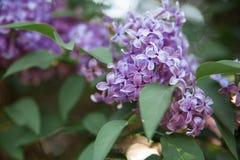 Texture de fleur lilas photos stock Texture de fleur lilas photos stock