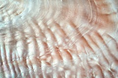 texture de fond de coquillage Images stock texture de fond de coquillage Images stock