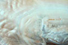 texture de fond de coquillage Images libres de droits texture de fond de coquillage Images libres de droits