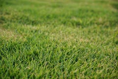 Texture de fond d'herbe verte photos libres de droits Texture de fond d'herbe verte photos libres de droits