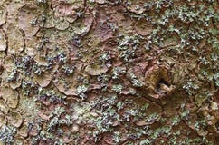 Texture de fond d'écorce d'arbre Pelez l'écorce d'un arbre qui trace la fissuration Photos libres de droits Texture de fond d'écorce d'arbre Pelez l'écorce d'un arbre qui trace la fissuration Photos libres de droits
