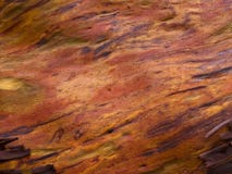 Texture de haute résolution d'arbre d'Arbutus photo libre de droits Texture de haute résolution d'arbre d'Arbutus photo libre de droits