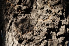 Texture de l'utilisation du bois d'écorce en tant que fond naturel images libres de droits Texture de l'utilisation du bois d'écorce en tant que fond naturel images libres de droits