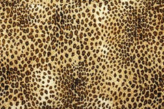 Texture de modèle de peau de léopard Fond de texture d'Eopard Copie animale Texture de fourrure de léopard images libres de droits Texture de modèle de peau de léopard Fond de texture d'Eopard Copie animale Texture de fourrure de léopard images libres de droits