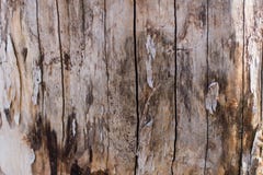 Texture de soulagement de l'écorce brune d'un arbre avec de la mousse verte là-dessus Photo horizontale d'une texture d'écorce d' image libre de droits Texture de soulagement de l'écorce brune d'un arbre avec de la mousse verte là-dessus Photo horizontale d'une texture d'écorce d' image libre de droits