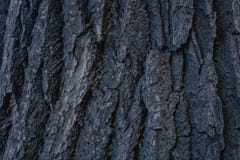 Texture de vieille ?corce d'arbre photo abstraite d'écorce d'arbre en bois photo stock Texture de vieille ?corce d'arbre photo abstraite d'écorce d'arbre en bois photo stock