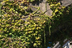 Texture des feuilles de lierre sur un mur en pierre, concept de vieilles villes, maisons, b?timents, v?g?tation sur le b?ton, end photo stock Texture des feuilles de lierre sur un mur en pierre, concept de vieilles villes, maisons, b?timents, v?g?tation sur le b?ton, end photo stock